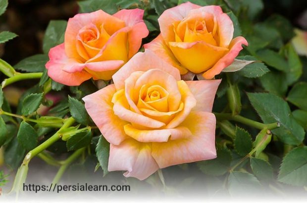 نکاتی در مورد خرید گل رز چهار فصل
