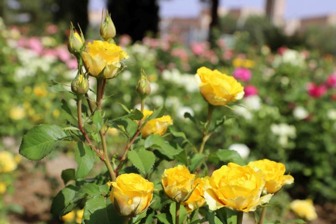 خرید گل رز چهار فصل به منظور کاشت